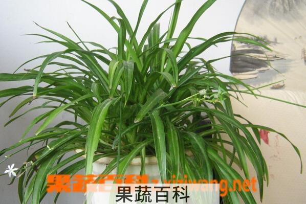 果蔬百科吊兰的养殖方法与注意事项