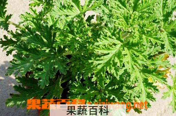 果蔬百科驱蚊草的功效与作用