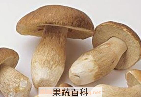 白牛肝菌的功效与作用 吃白牛肝菌的好处