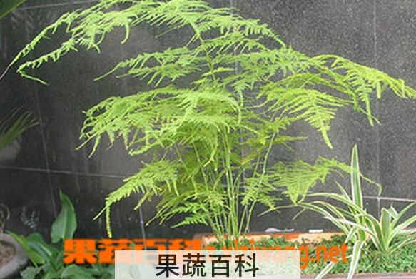 果蔬百科文竹的功效与作用