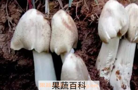 野生菌对人有什么好处 吃野生菌的12大好处