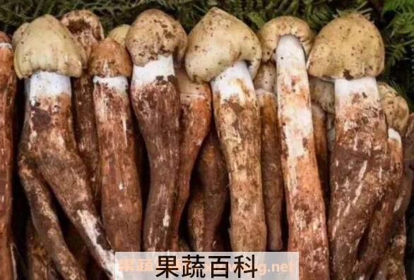 野生菌对人有什么好处 吃野生菌的12大好处