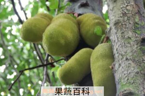 菠萝蜜过敏怎么办 菠萝蜜过敏有什么症状