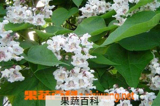 果蔬百科金丝揪
