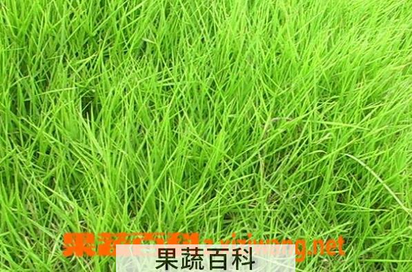 果蔬百科结缕草的功效与作用