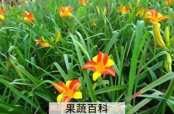 萱草的功效与作用 萱草有毒吗