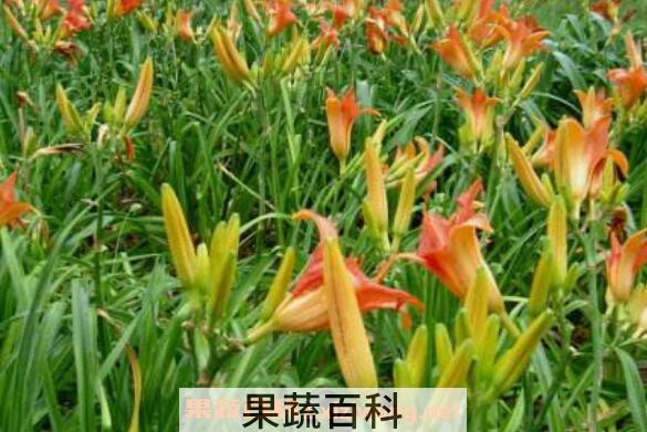 萱草的功效与作用 萱草有毒吗