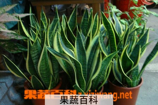 果蔬百科虎尾兰的养殖方法