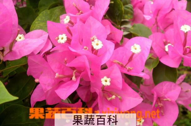 果蔬百科三角梅的养殖方法与注意事项