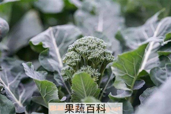 西兰苔