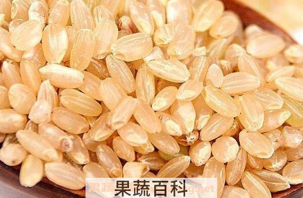 糙米的营养价值及功效