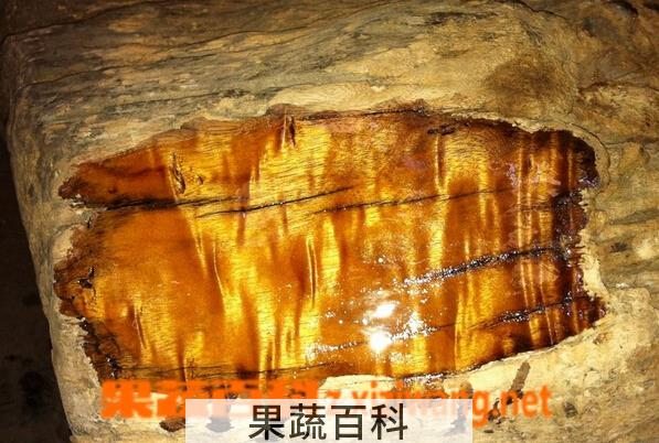 果蔬百科金丝楠目的功效与作用