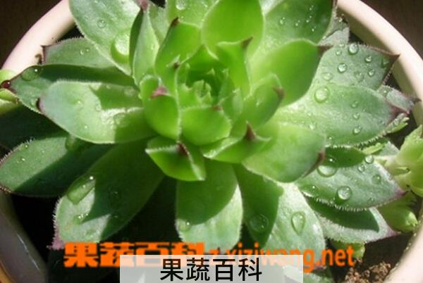 果蔬百科宝石花的功效与作用