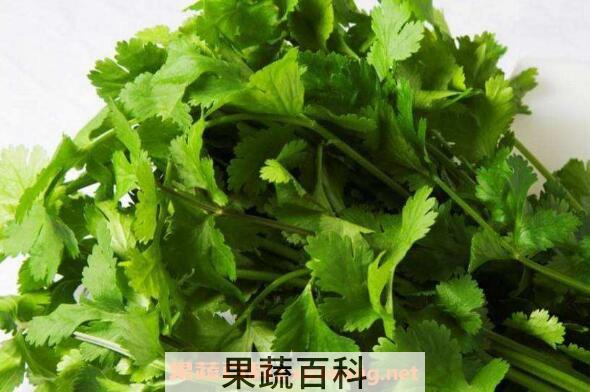 芫荽对肾的功效与作用 补肾食材有哪些