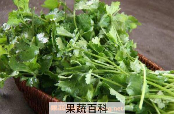 芫荽对肾的功效与作用 补肾食材有哪些