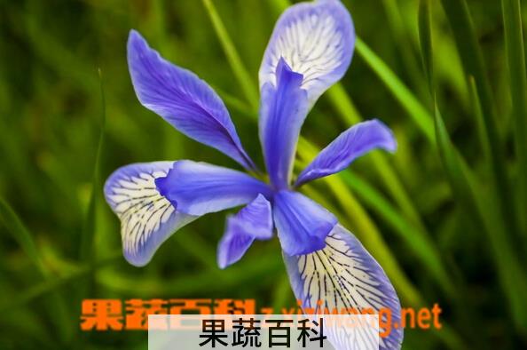 果蔬百科马蔺花的功效与作用