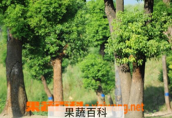果蔬百科香樟树的功效与作用
