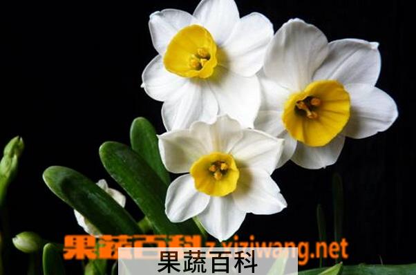 果蔬百科水仙花的养殖方法