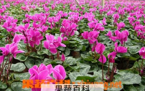 仙客来怎样养殖养护视频讲解 仙客来的养殖方法和注意