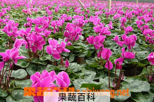 果蔬百科仙客来的养殖方法与注意事项