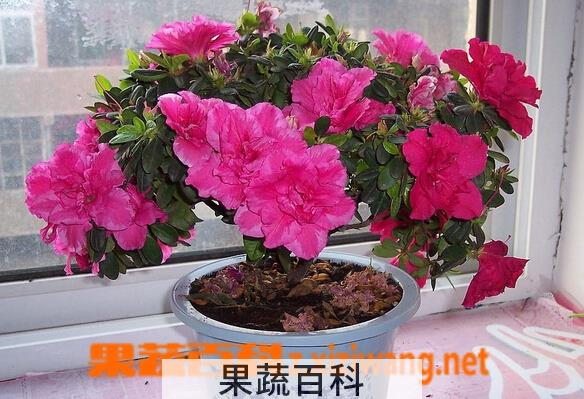 果蔬百科杜鹃花的养殖方法