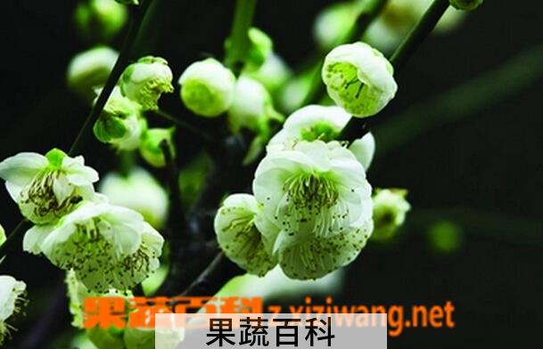 果蔬百科绿梅的功效与作用