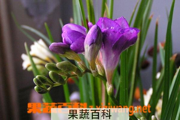 果蔬百科香雪兰的功效与作用