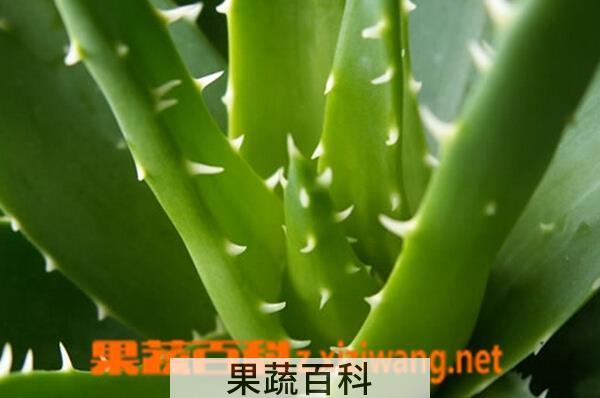 果蔬百科芦荟的养殖方法