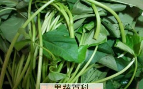地瓜叶吃了有什么好处? 地瓜叶的坏处