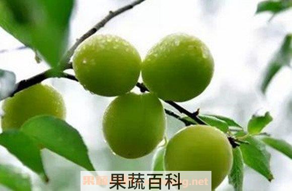青果