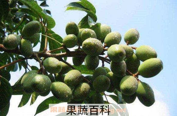 青果