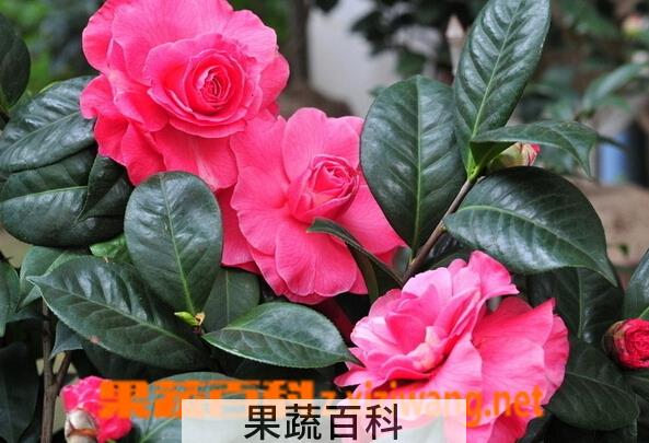 果蔬百科茶花的功效与作用