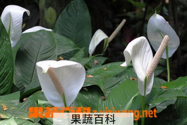 果蔬百科白掌的养殖方法与注意事项
