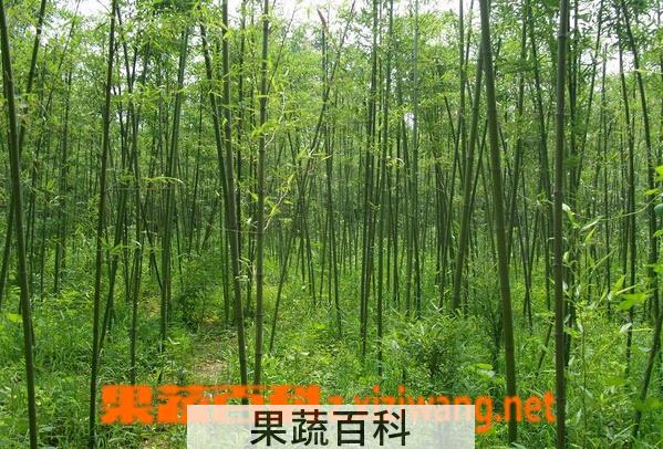 果蔬百科刚竹的功效与作用