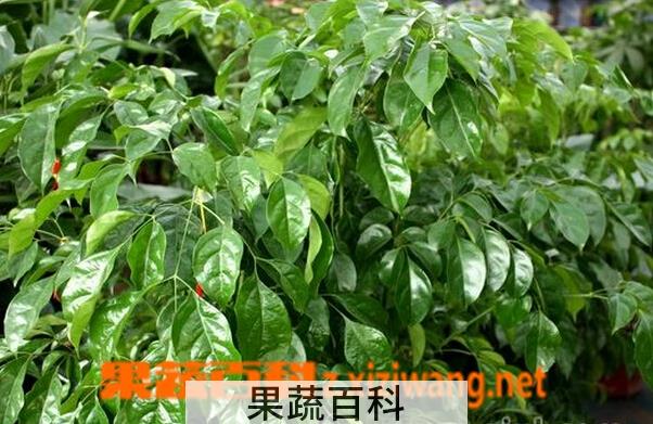 果蔬百科幸福树的功效与作用