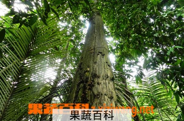 果蔬百科沉香树的功效与作用