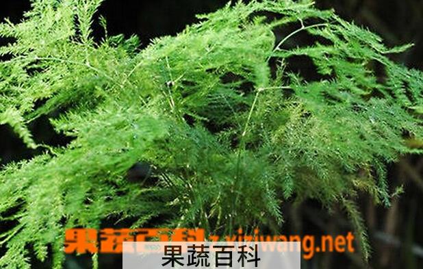 果蔬百科文竹的功效与作用