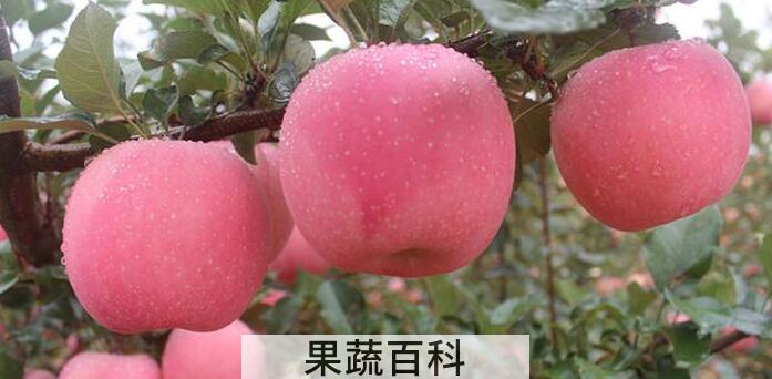 苹果榨汁要削皮吗