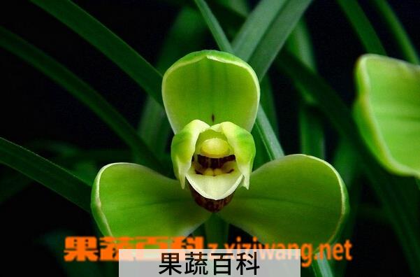 果蔬百科春兰宋梅的养殖方法