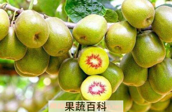 吃猕猴桃有什么好处 吃猕猴桃的功效与作用