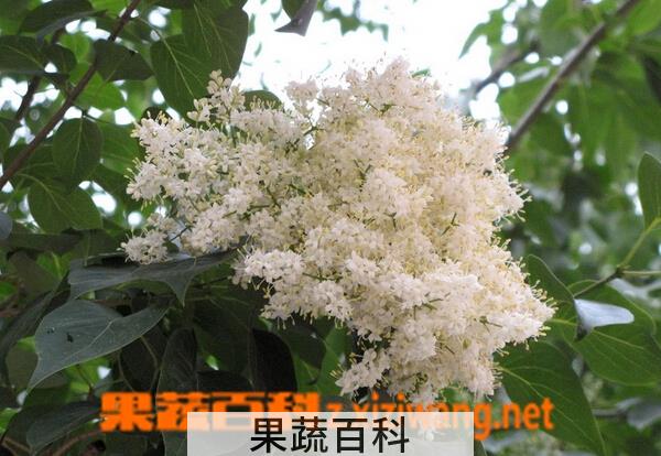果蔬百科六月雪的养殖方法与注意事项