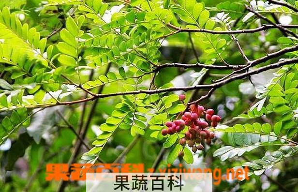 果蔬百科清香木的功效与作用