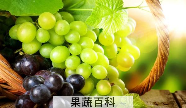 葡萄放一晚上会不会坏