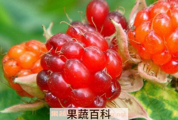 刺泡儿的功效与作用 刺泡儿的药用价值