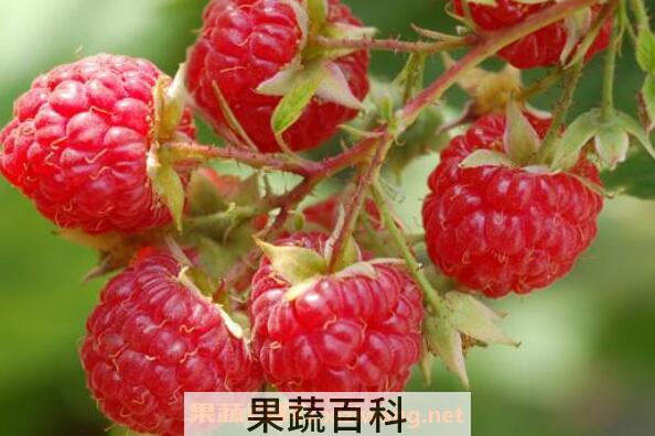刺泡儿的功效与作用 刺泡儿的药用价值