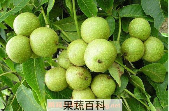 青核桃