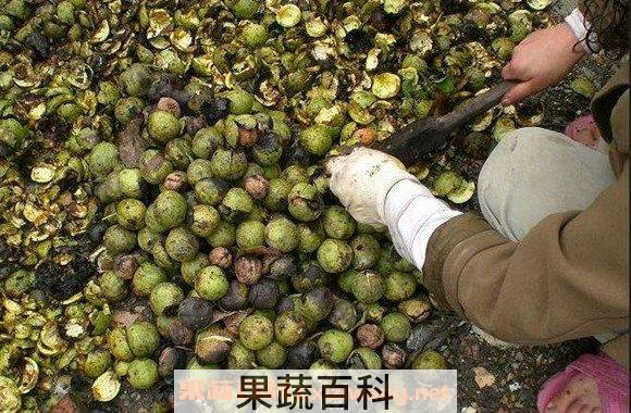 青核桃