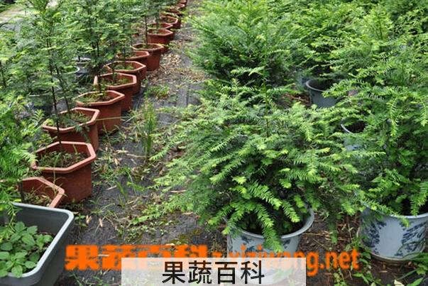 果蔬百科红豆杉叶子发黄原因