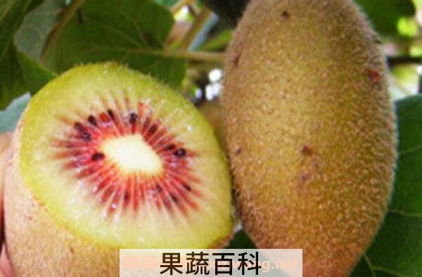 猕猴桃怎么吃减肥