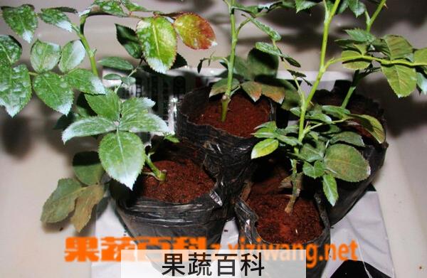 果蔬百科玫瑰花苗盆栽怎么种